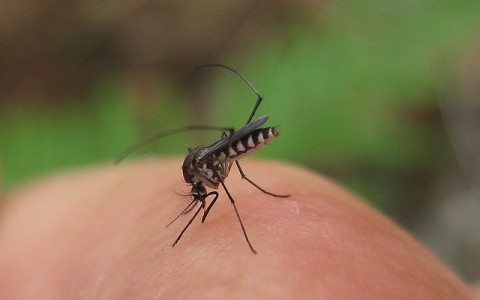 When Should You Seek Emergency Room For A Bug Bite